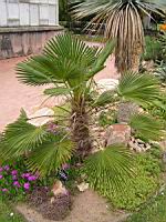 Trachycarpus Wagnerianus (fam Arecacees) (02) (Photo F. Mrugala)